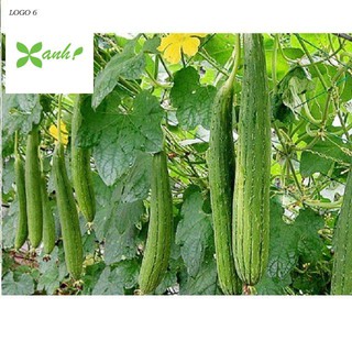 Hạt giống mướp hương Thái Lan gói 10 hạt xuất xứ Thái Lan