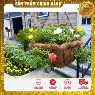 Hạt Giống Hoa Mười Giờ (30 hạt)