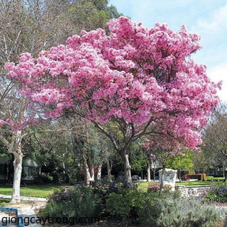 CÂY GIỐNG CÂY KÈN HỒNG (CÂY CHUÔNG HỒNG ) , CÂY SIÊU ĐẸP + Tặng 01 cây dâu da đất( bòn bon)