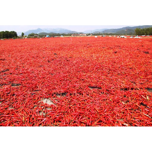 Whole Chili - Ớt trái khô nguyên trái siêu cay