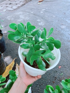 Chậu Ngọc Bích