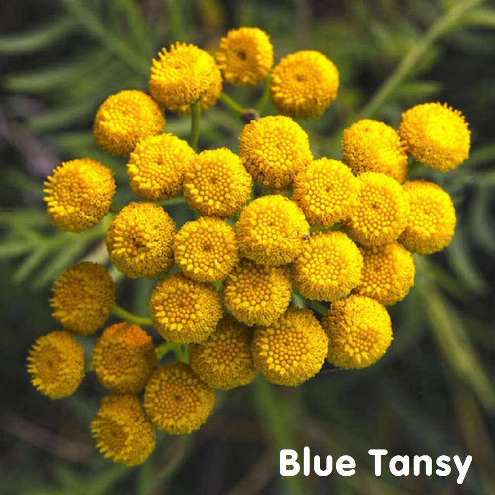 Tinh dầu Cúc ngải xanh Blue Tansy Essential Oil