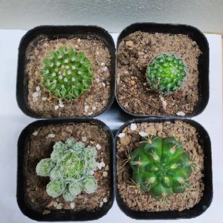 Xương Rồng mini (Combo 4 cây 60k)