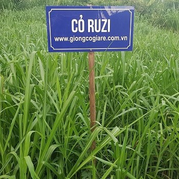 Combo 8 Giống Cỏ Chăn Nuôi (Ghine, Mulato, Ruzi, Paspalum, Sudan, Stylo, Super BMR, Ngô Sinh Khối)