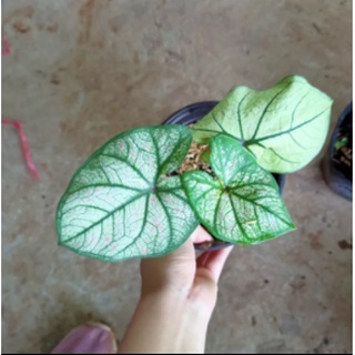 Cây kiểng lá Caladium Strawberry Star - Môn kem dâu tây