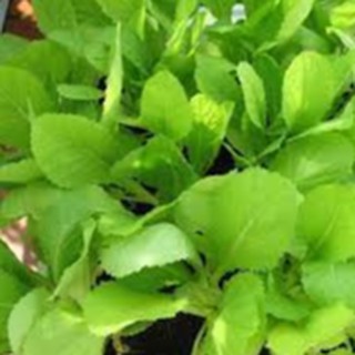 20gram HẠT GIỐNG CẢI BẸ XANH MỠ