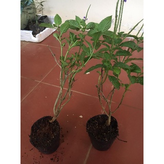 CHUẨN Cây giống Đuôi Chuột (mạch lạc)