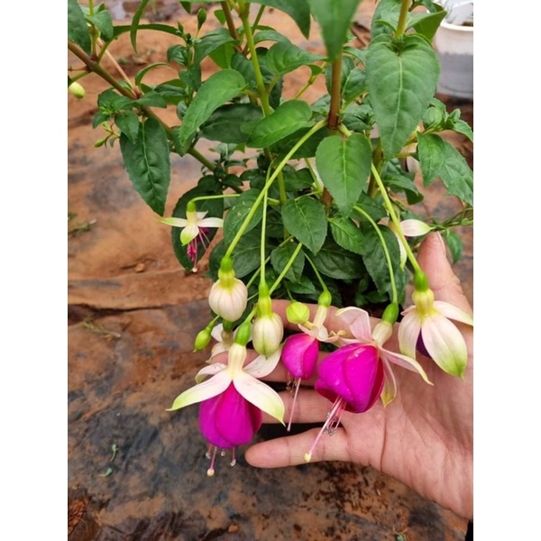 Chậu hoa lồng đèn