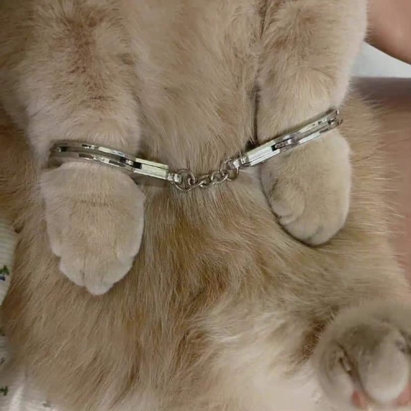 Bộ mèo xám còng tay mèo đồ hoá trang theo yêu cầu riêng