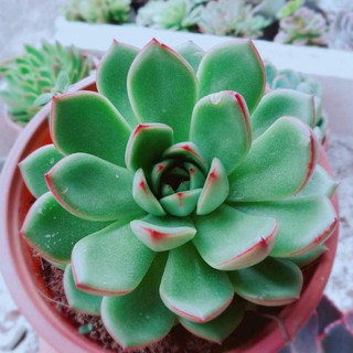 Sen đá viền đỏ size đại Bán Chạy