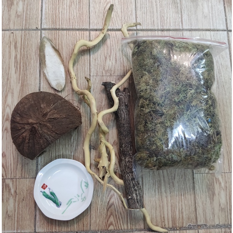 Combo nuôi ốc mượn hồn