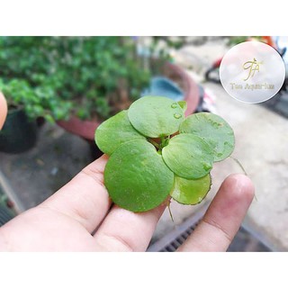 1 PHẦN BÈO NHẬT TRANG TRÍ BỂ CÁ (7-15 TAI BÈO)