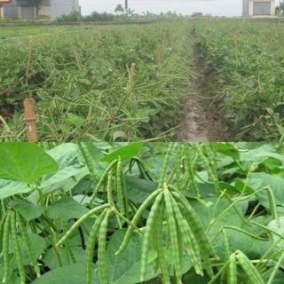 Bột đậu đỏ Nhà Làm