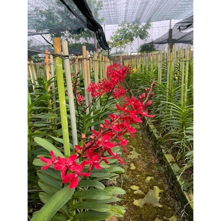 Lan Hoàng Tử Đỏ  - Renred (1 chậu)