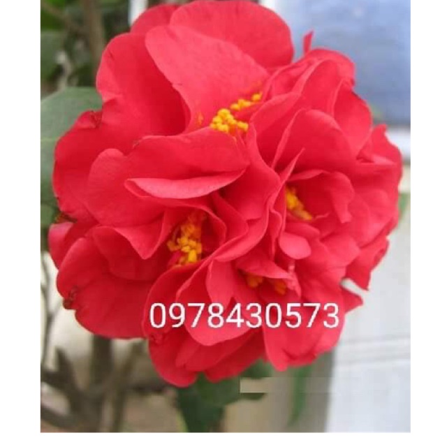 Cây hoa trà my giống