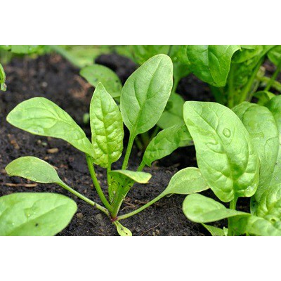 Hạt Giống Cải Bó Xôi  Chịu Nhiệt, Dễ Trồng - gói 20g