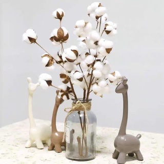Cành hoa bông gòn❤️ cành 10 quả , hoa khô trang trí nhà cửa , decor không gian , hoa cắm lọ , hoa mix