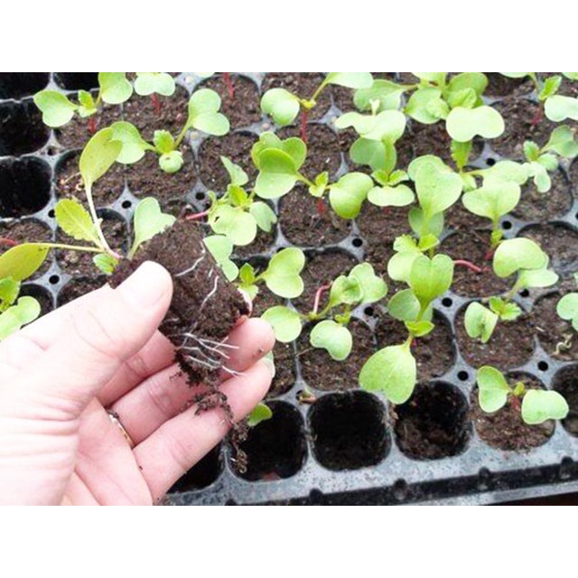 5Gram Hạt Giống Củ Cải Đỏ Dài Giòn Vỏ Đỏ, Ruột đỏ