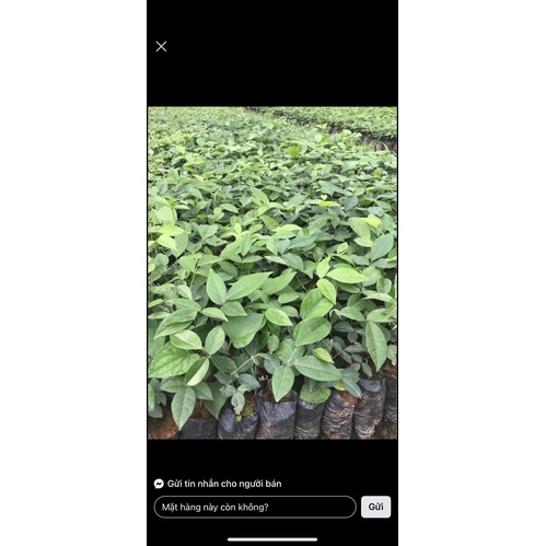 CÂY CÁT SÂM ( CÂY SÂM NAM , CỦ TÀ LỆCH )