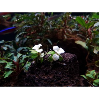 Phân nước bổ sung sắt Iron cho cây thủy sinh
