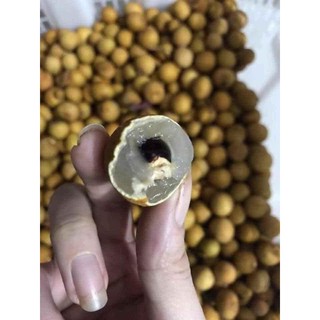 cây giống nhãn hạt lép