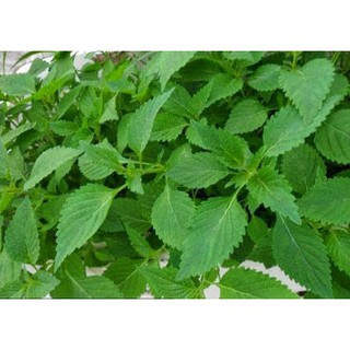 Hạt giống rau kinh giới