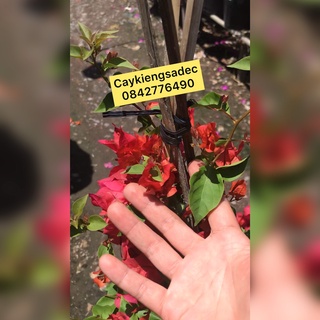 Hoa giấy thái caykiengsadec + tặng phân bón