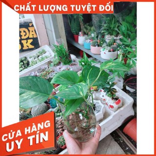 Chậu Trầu Bà Thủy Sinh