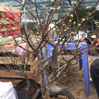 Cây mai đỏ siêu nụ