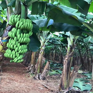 CÂY GIỐNG CHUỐI  LÙN NAM MỸ (Quả to nhanh cho quả,thích hợp mọi điều kiện khó hậu)