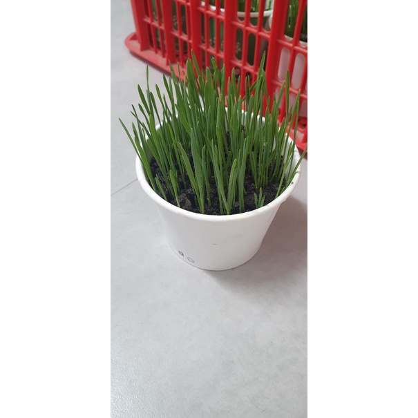 Cỏ Mèo Tươi Trồng Sẵn - Bổ sung chất xơ, vitamin, chống búi lông, hỗ trợ tiêu hóa - Kún Miu Pet Shop