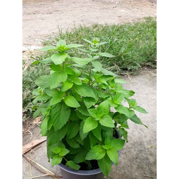 Chậu Bạc hà pháp Vetablep9 100%rau sạch nhà trồng