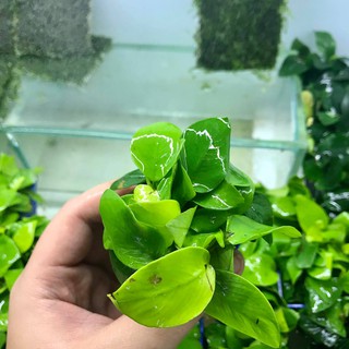 Cây Ráy Lá Vàng (CÂY THỦY SINH)