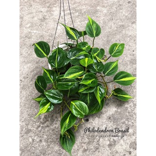 Trầu bà | Philodendron Brasil