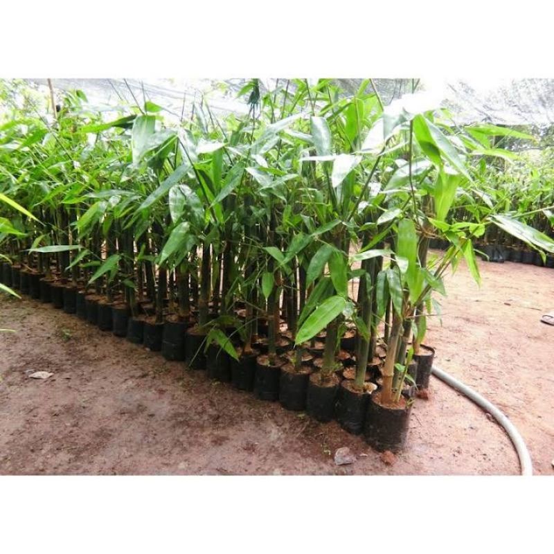 Cây giống tre Tứ Quý và Tre Mạnh Tông