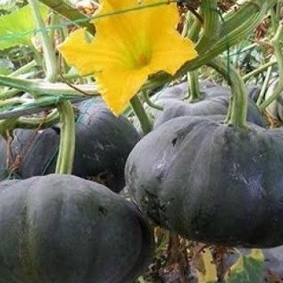 Hạt giống bí đỏ tròn lai f1 , đóng gói 1gr