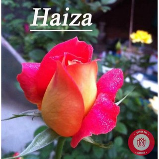 Cành Chiết Hồng Haiza Cành Chiết Hoa Hồng