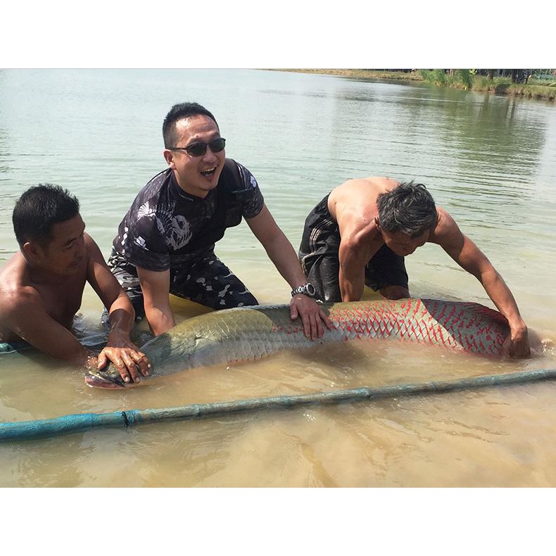 Áo Câu LURE STAR Ngắn Tay