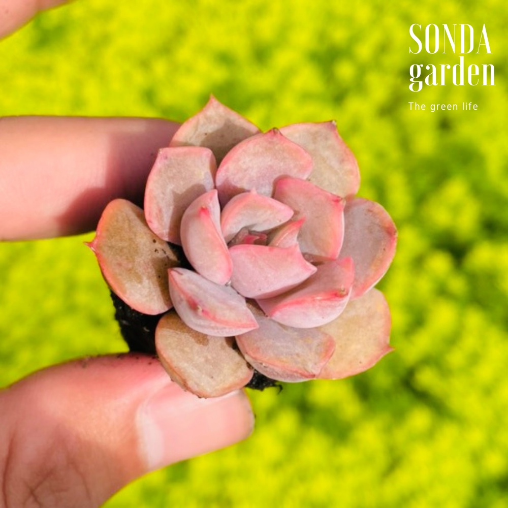 Sen đá hồng cánh cứng SONDA GARDEN size mini, cây cảnh trang trí nhà cửa, lỗi 1 đổi 1