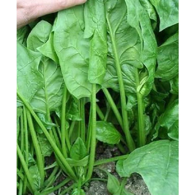 Hạt Giống Rau Cải Bó Xôi Chịu Nhiệt Cao Sản - Gói 20gram KNS2529