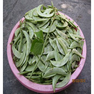 Hạt giống Đậu Ván Xanh