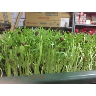 SET 5 gói Hạt giống rau mầm rau muống, rau mầm