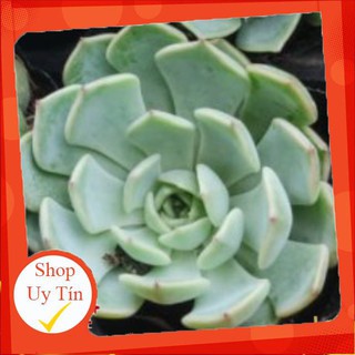 sen đá Liên đài xanh🍏 |FREESHIP| 🔥 XỨ NÓNG, ĐÃ THUẦN KHÍ HẬU, KHOẺ ĐẸP 🍏 LỖI 1 ĐỔI 1