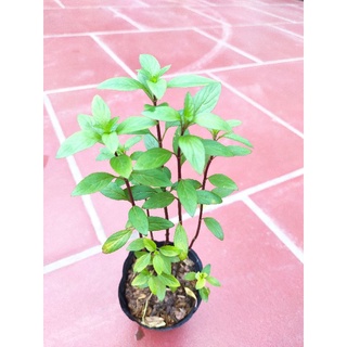 Cây rau húng láng, rau gia vị