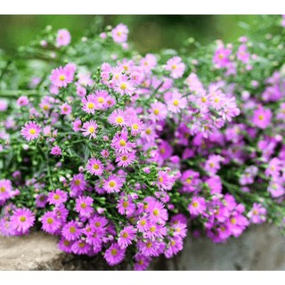Hạt Giống Hoa Thạch Thảo Cao Mix - 100 Hạt