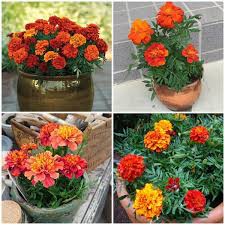 Gói 50 hạt giống hoa cúc vạn thọ tứ quý  nhiều màu pháp