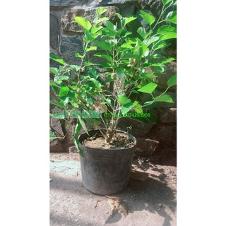 Cây dâu tằm lớn