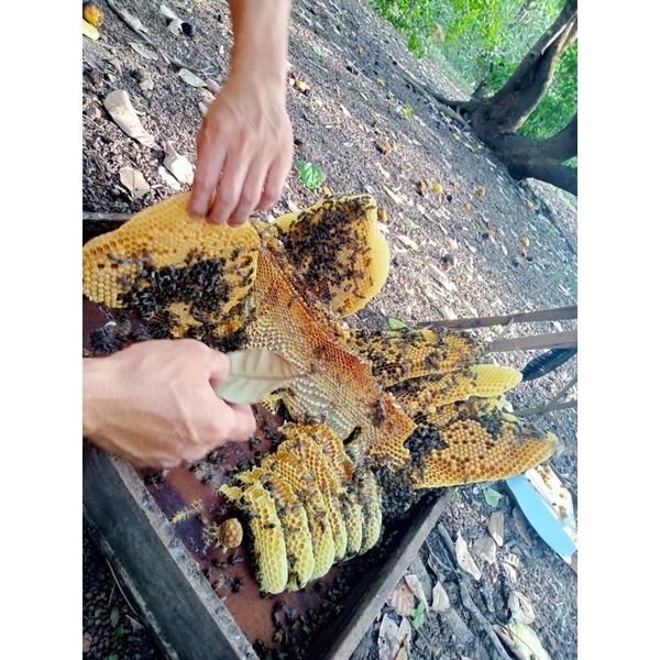 Mật ong hoa cà phê Đắk Lắk nguyên chất - Mật cafe chuẩn 100%