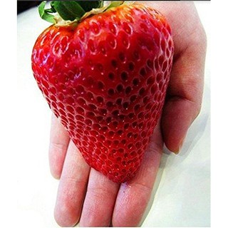 Hạt giống dâu tây đỏ khổng lồ Giant Strawberry