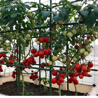 Hạt giống cà chua trứng thái - tỷ lệ nảy mầm 90% nhập khẩu 100%